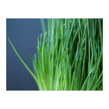 Chives (Print Only) thumbnail