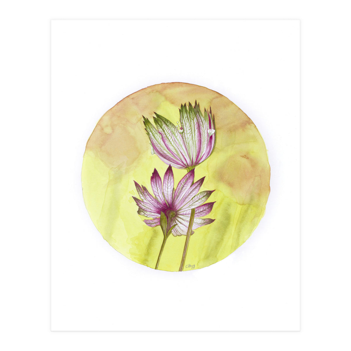Circular Astrantia  (Print Only)