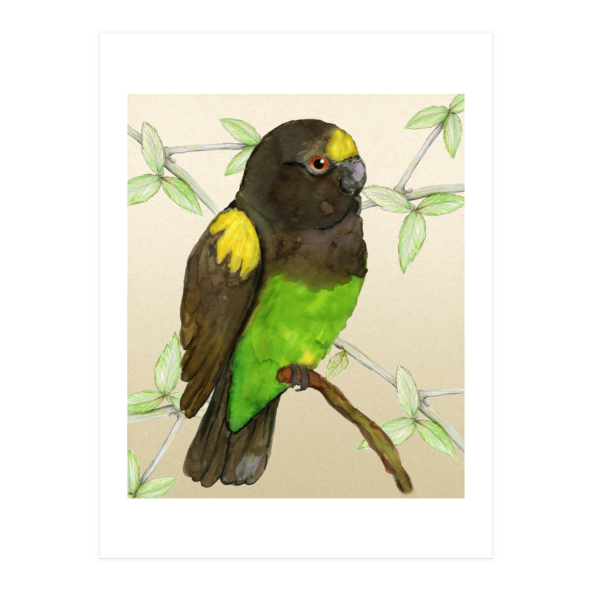 Meyer's parrot watercolor (Print Only)