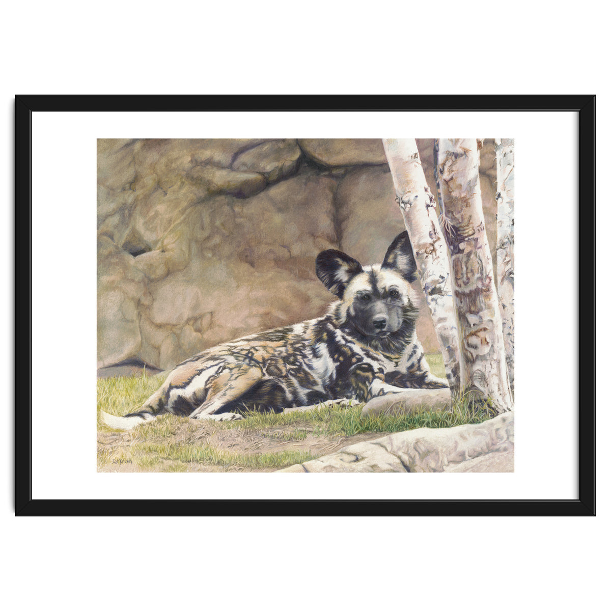 Afican Painted Dog IV - Imara