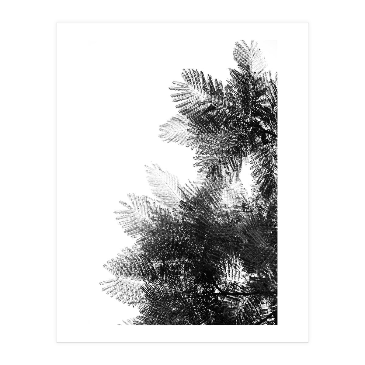 The Tree Top I (Print Only)