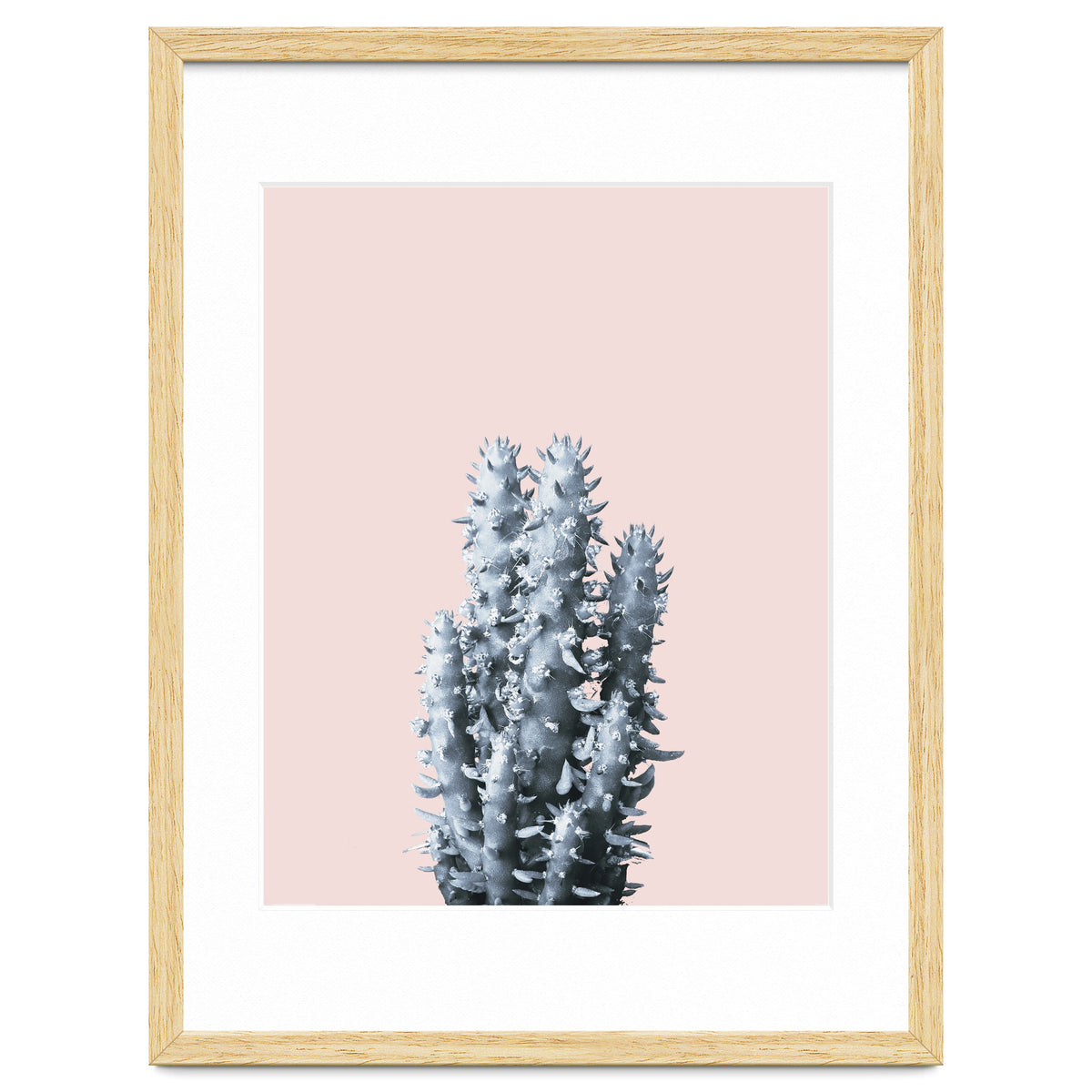 Cactus collection BL-III