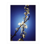 ALMOST BLUE (Print Only) thumbnail