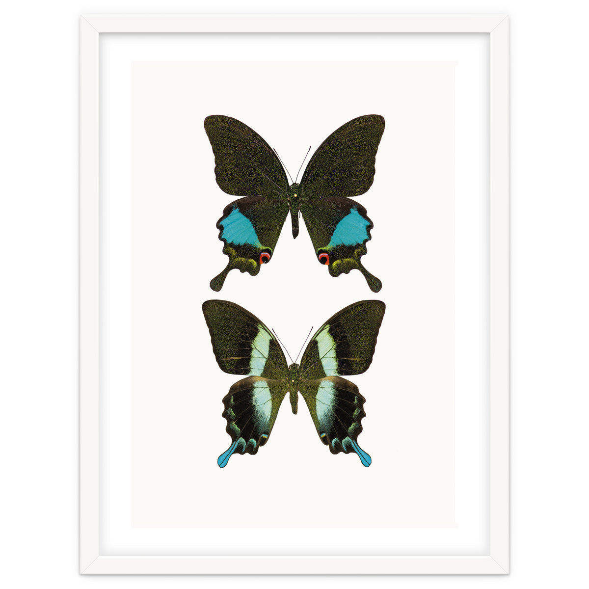 Cc Butterflies 02