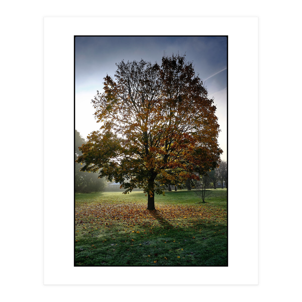 Autumnal Tree (Print Only)