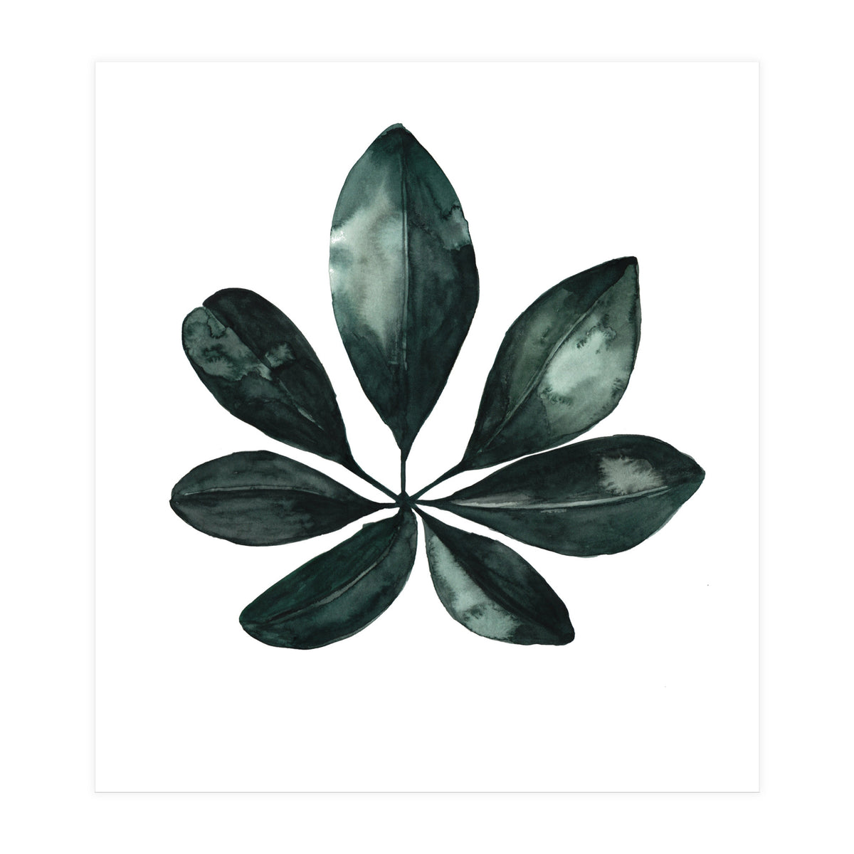 Botanical Illustration Arboricola Schefflera (Print Only)