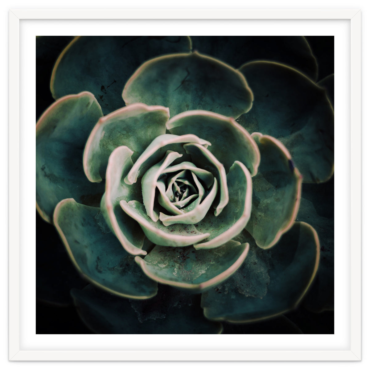 DARKSIDE OF SUCCULENTS IV-A