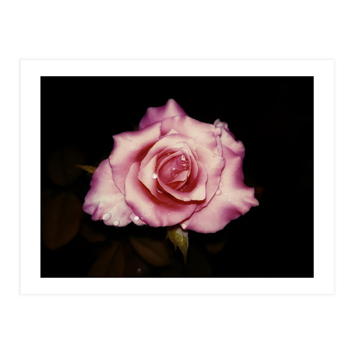Satin Rose (Print Only)