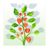 Physalis (Print Only) thumbnail