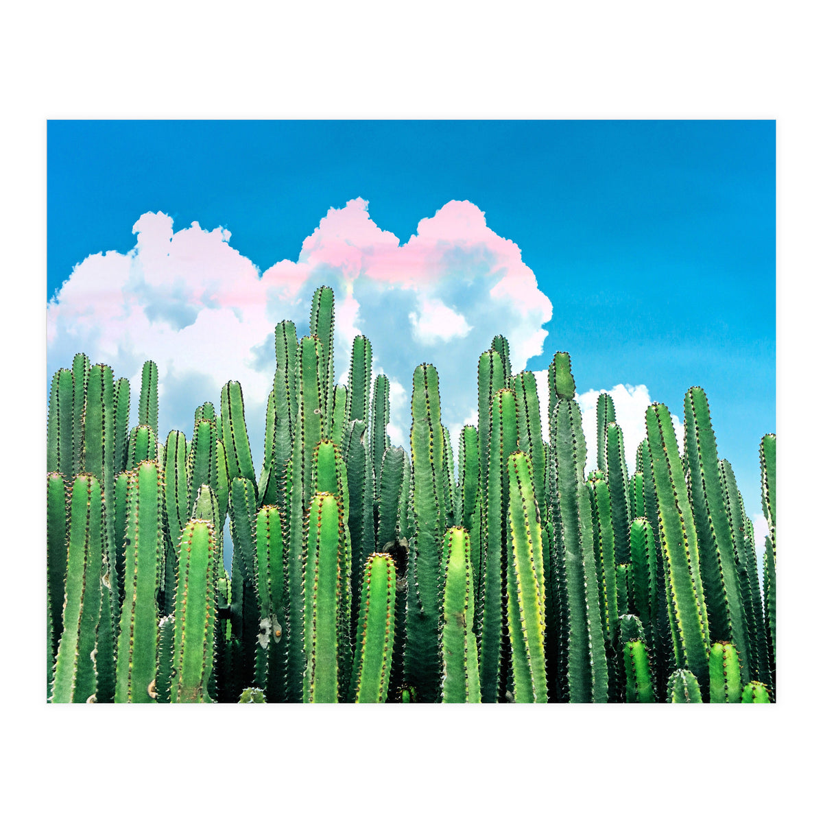 Cactus Summer (Print Only)
