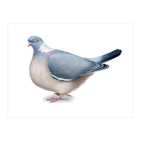 Wood Pigeon (Print Only)