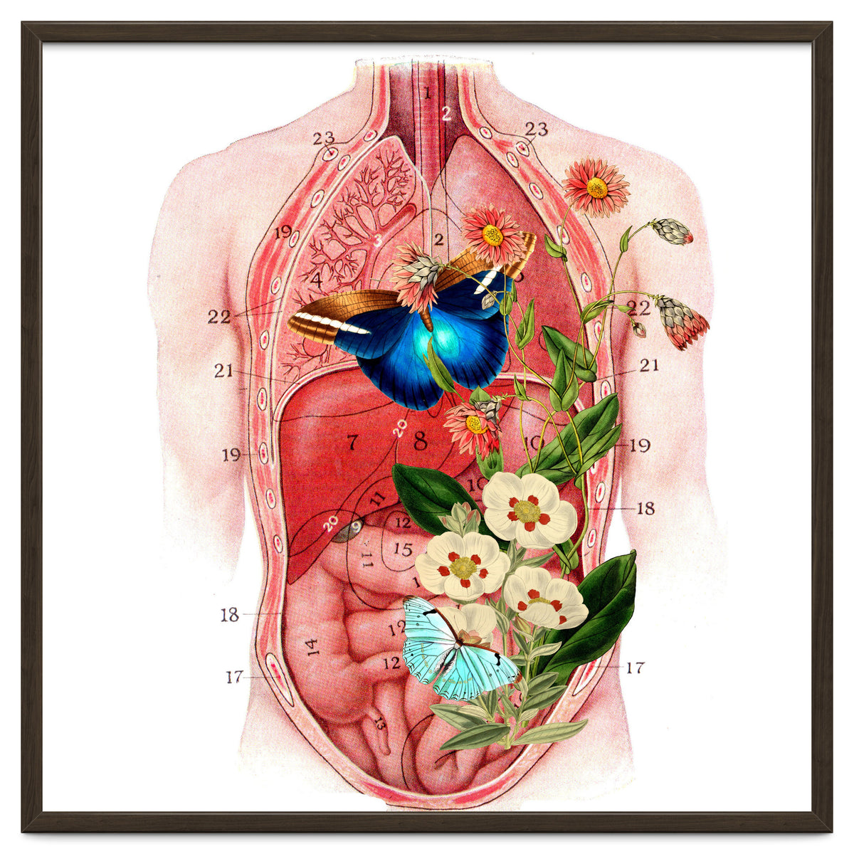 Butterflys In The Belly Makes Flower Grows