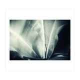 botanical 1 (Print Only) thumbnail