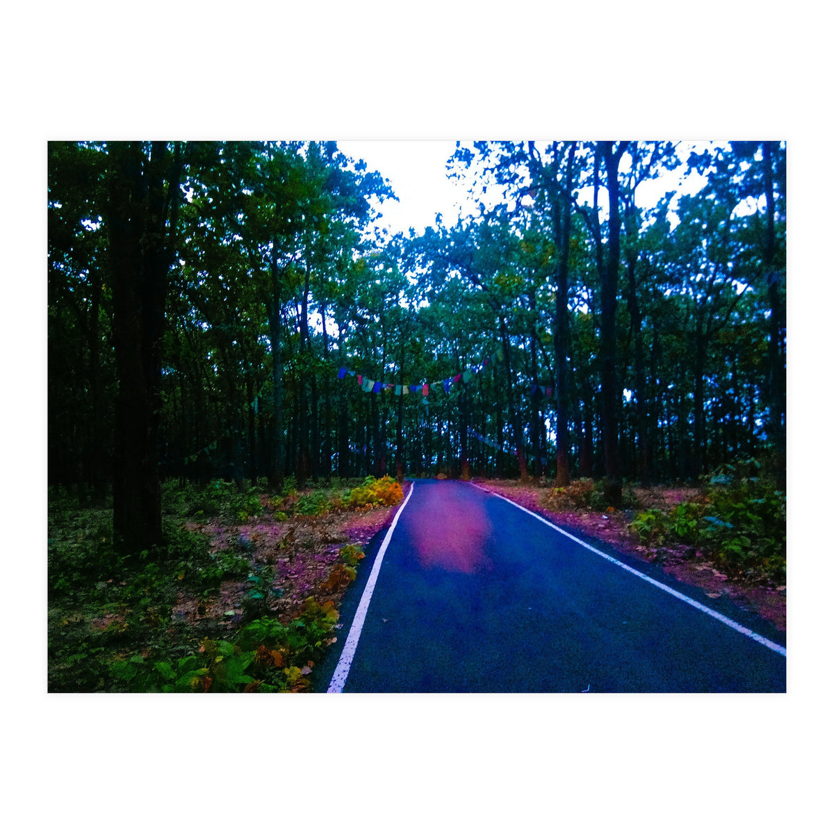 Into The Wild (Print Only)