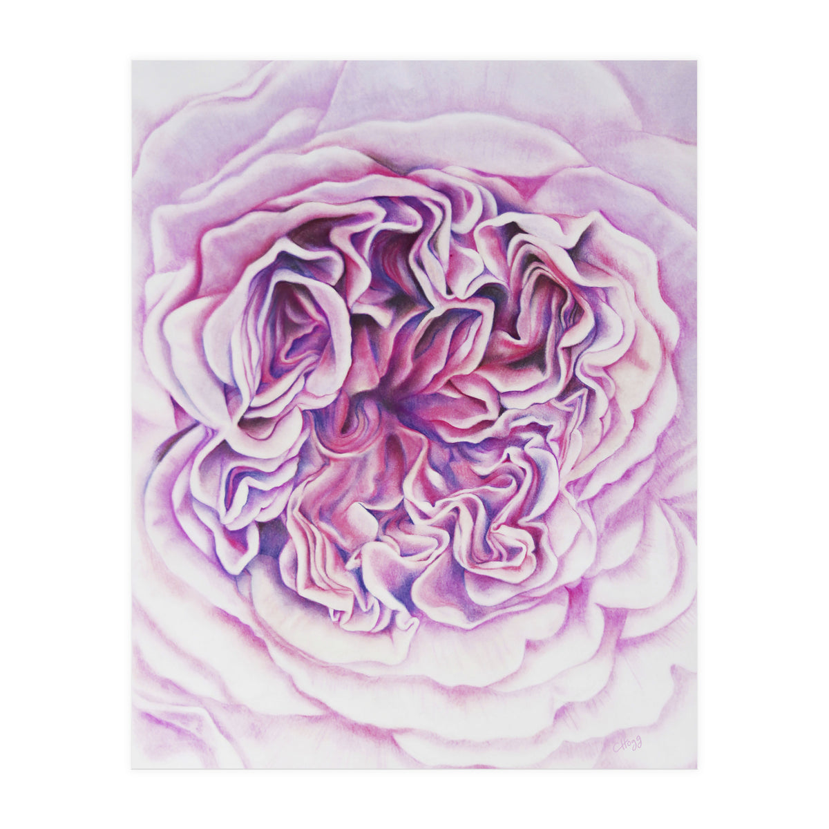 A Rose Is A Rose Std (Print Only)