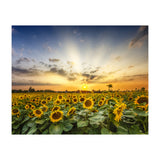Sunflower field in the evening  (Print Only) thumbnail