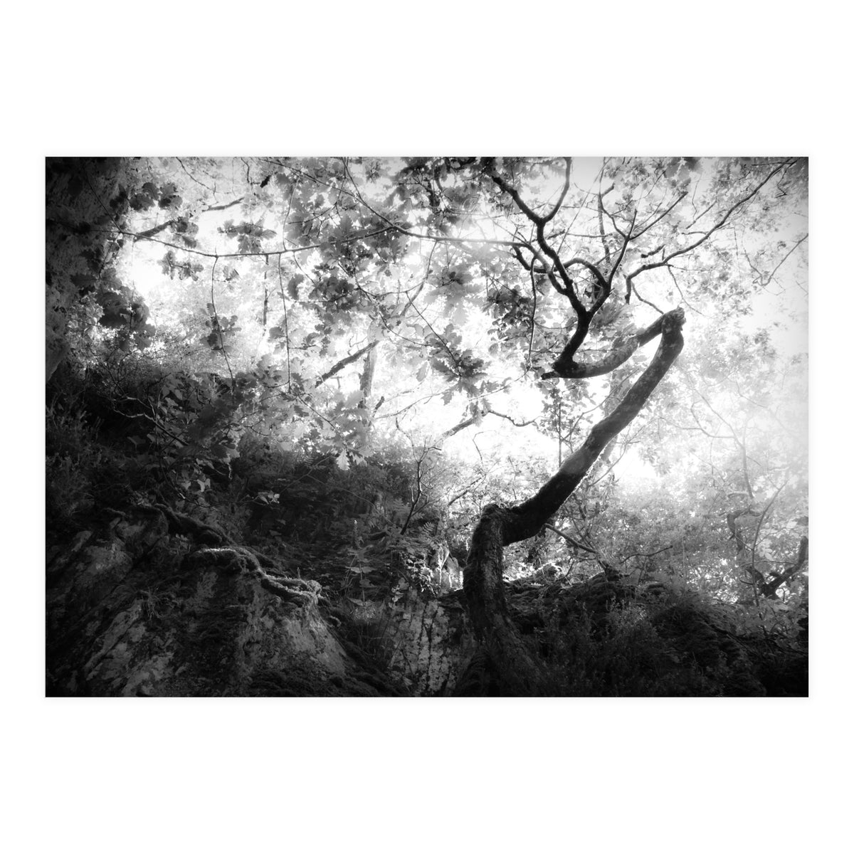 forgetting (Print Only)