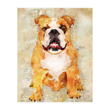 Boxer Dog (Print Only) thumbnail