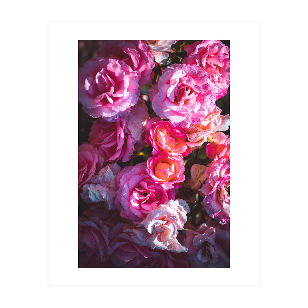 Rose Flowers  (Print Only)