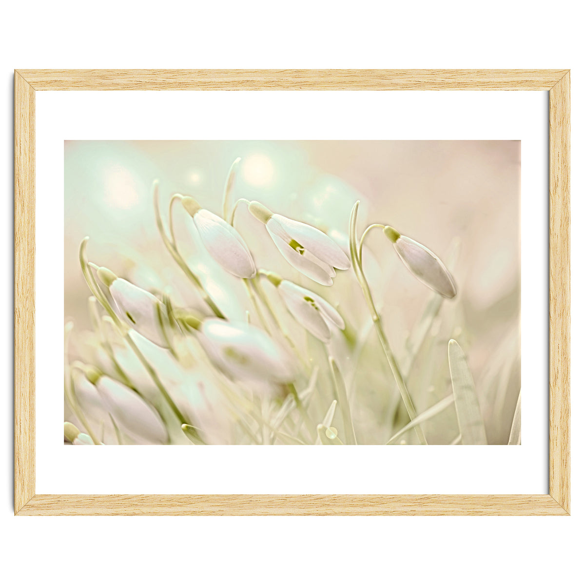 Enchanting Snowdrops