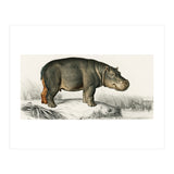 Hippopotamus illustrated (Print Only) thumbnail