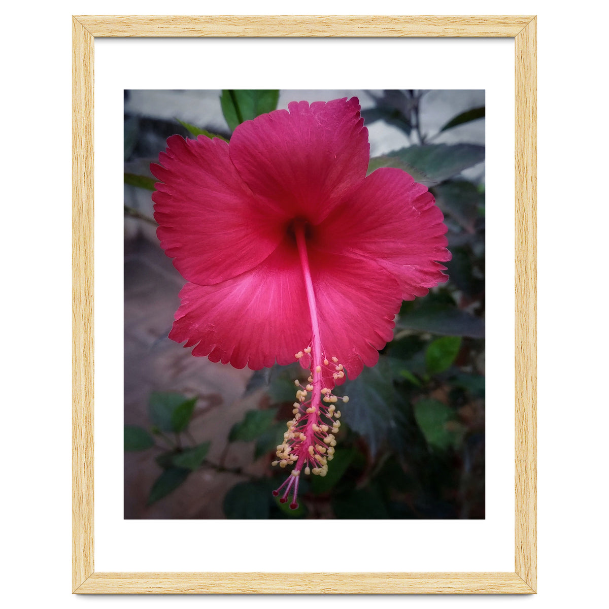 Beautiful Hibiscus Flora
