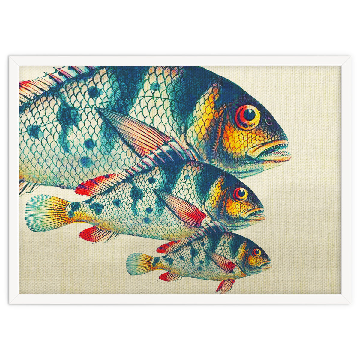Fish Classic Designs 3