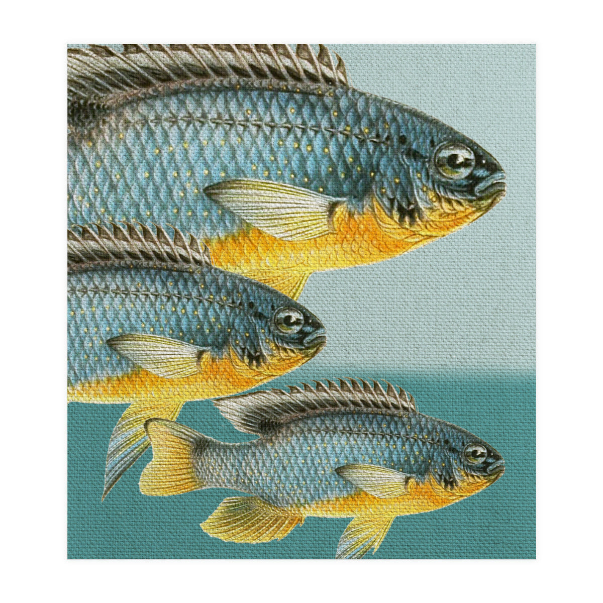 Fish Classic Designs 12 (Print Only)