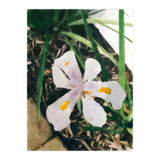 Lily (Print Only) thumbnail