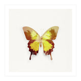 Tropical Butterfly (Print Only) thumbnail