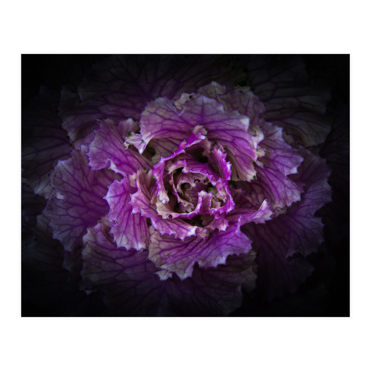 Backyard Flowers No 42 Color Version (Print Only)