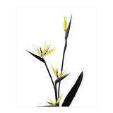 Flower Minimal Black And Gold 05 (Print Only) thumbnail