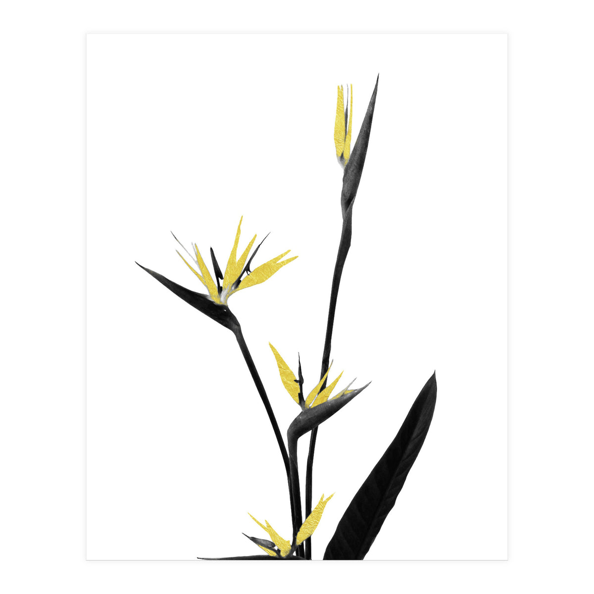 Flower Minimal Black And Gold 05 (Print Only)