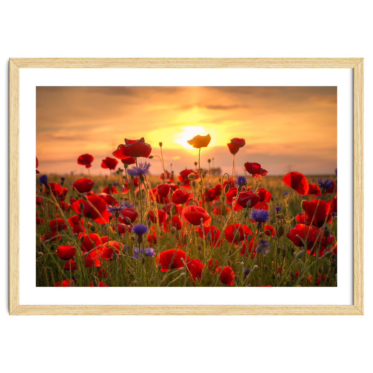 Poppies Sunset
