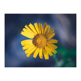 Butter (Print Only) thumbnail