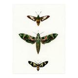 Different types of moths illustrated  (Print Only) thumbnail