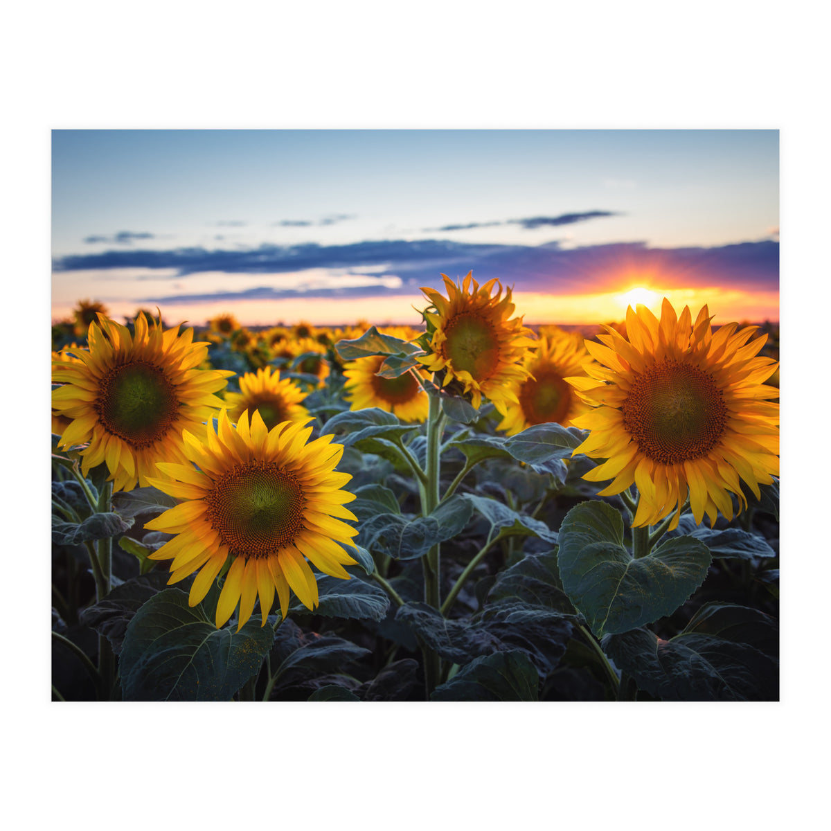 Sunflowers (Print Only)
