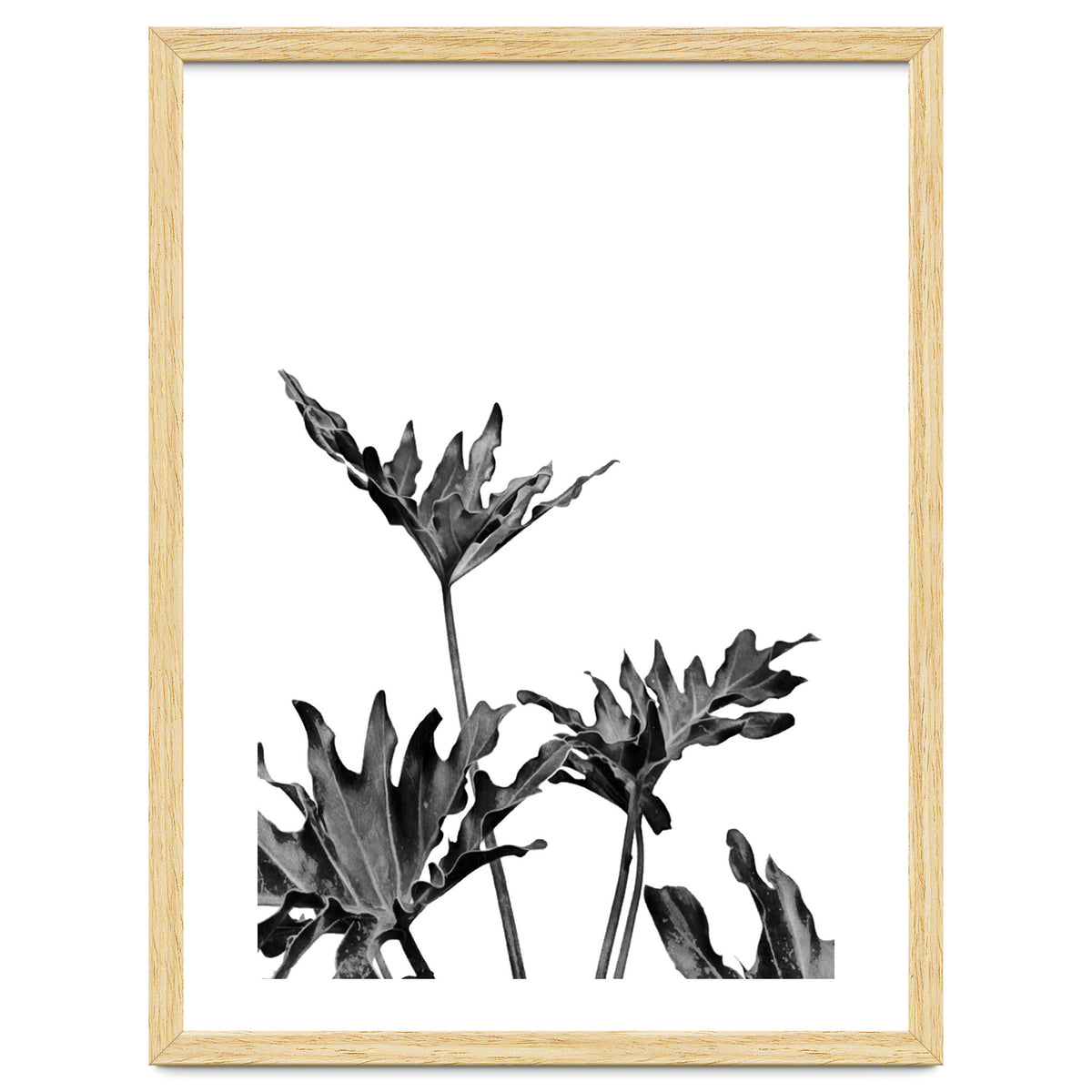 Monstera Black And White 08