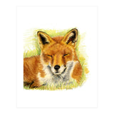 Red Fox Sleeping  (Print Only) thumbnail