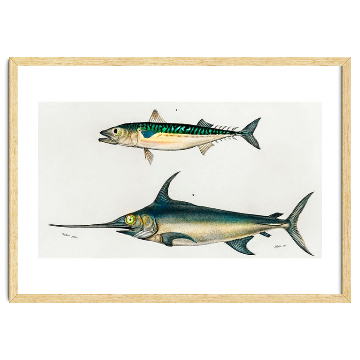 Different types of fishes illustrated