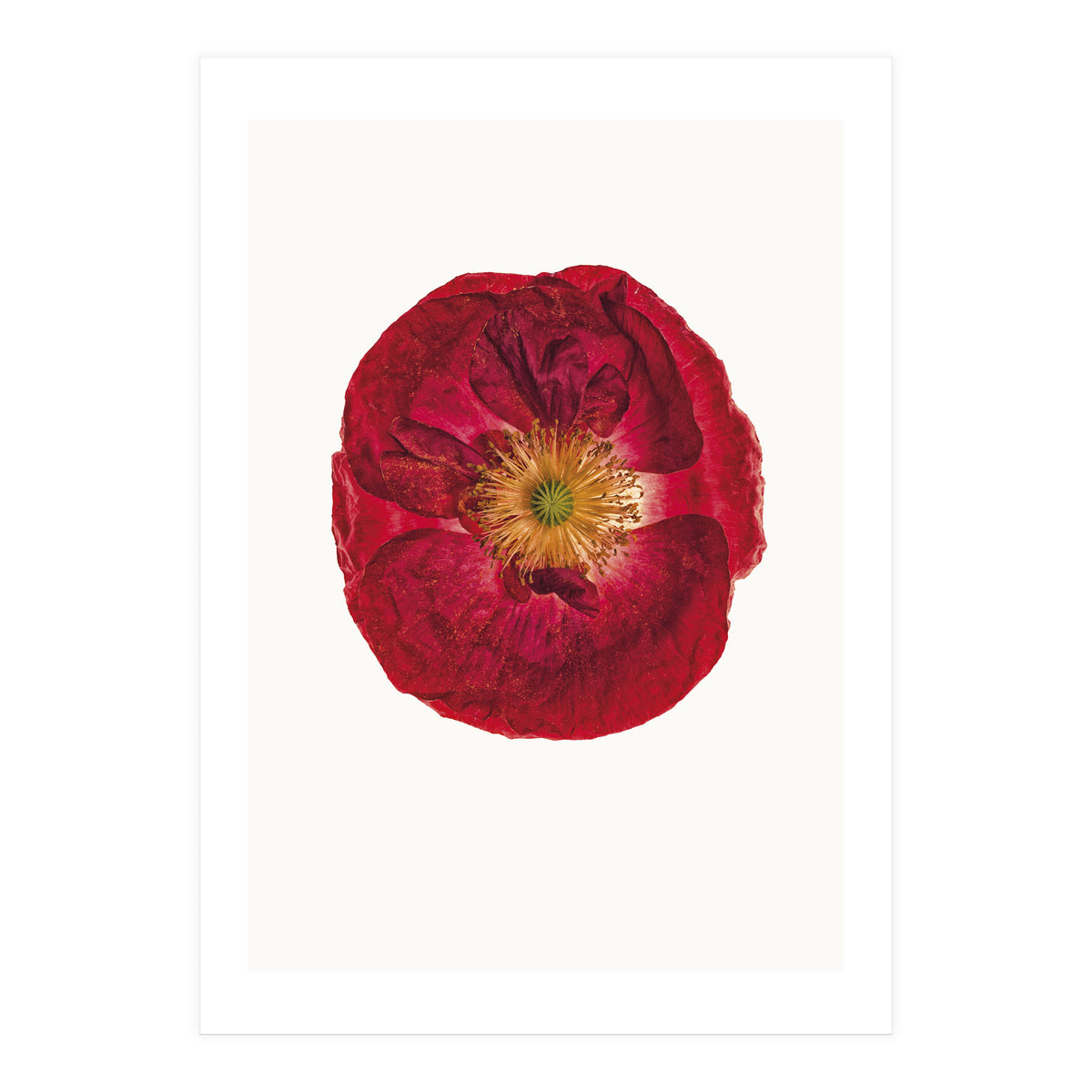 Cc Poppy 03 (Print Only)