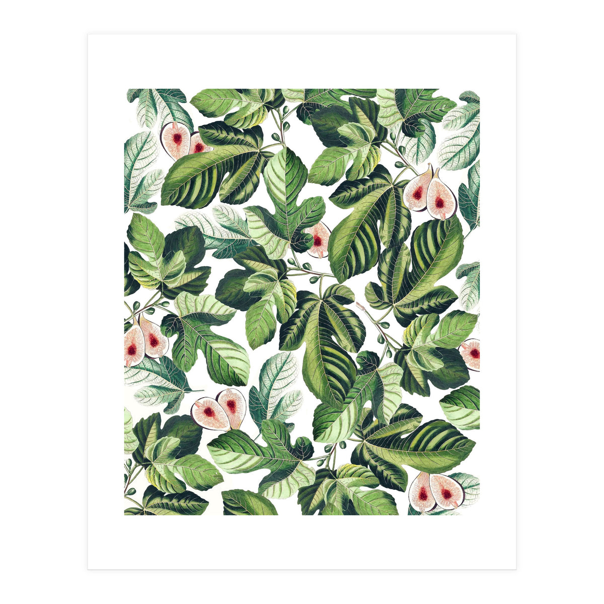 Fig Garden (Print Only)