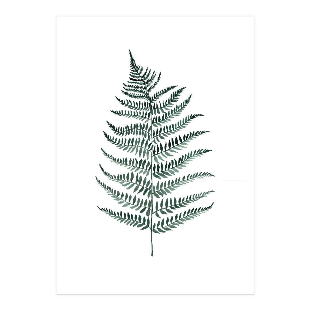 Botanical Illustration Silverfern (Print Only)