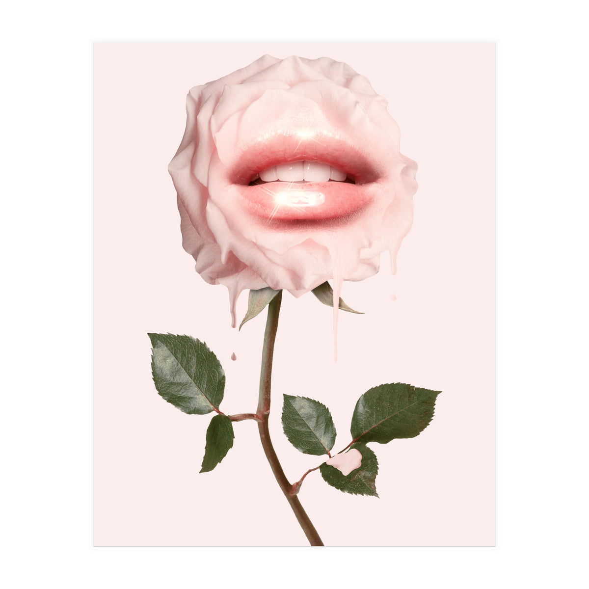 Glossy Rose (Print Only)