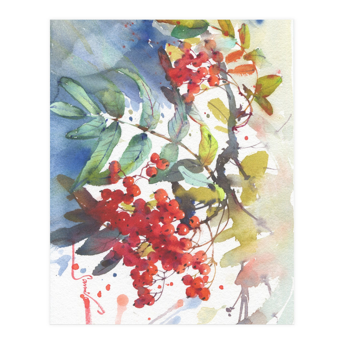 Viburnum / Guelder rose (Print Only)