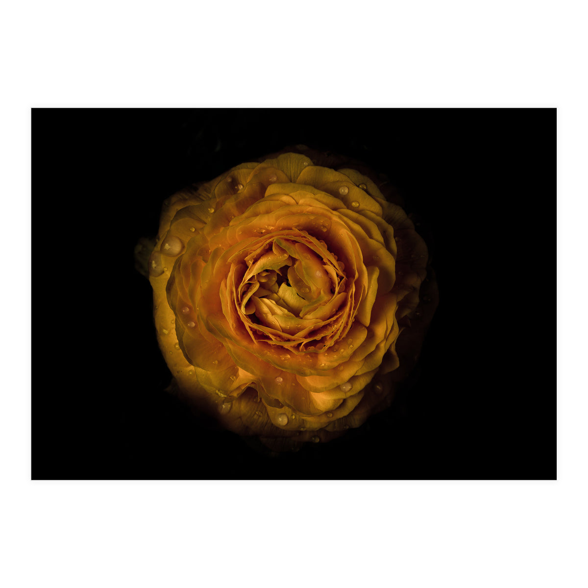 Backyard Flowers No 73 Color Version (Print Only)