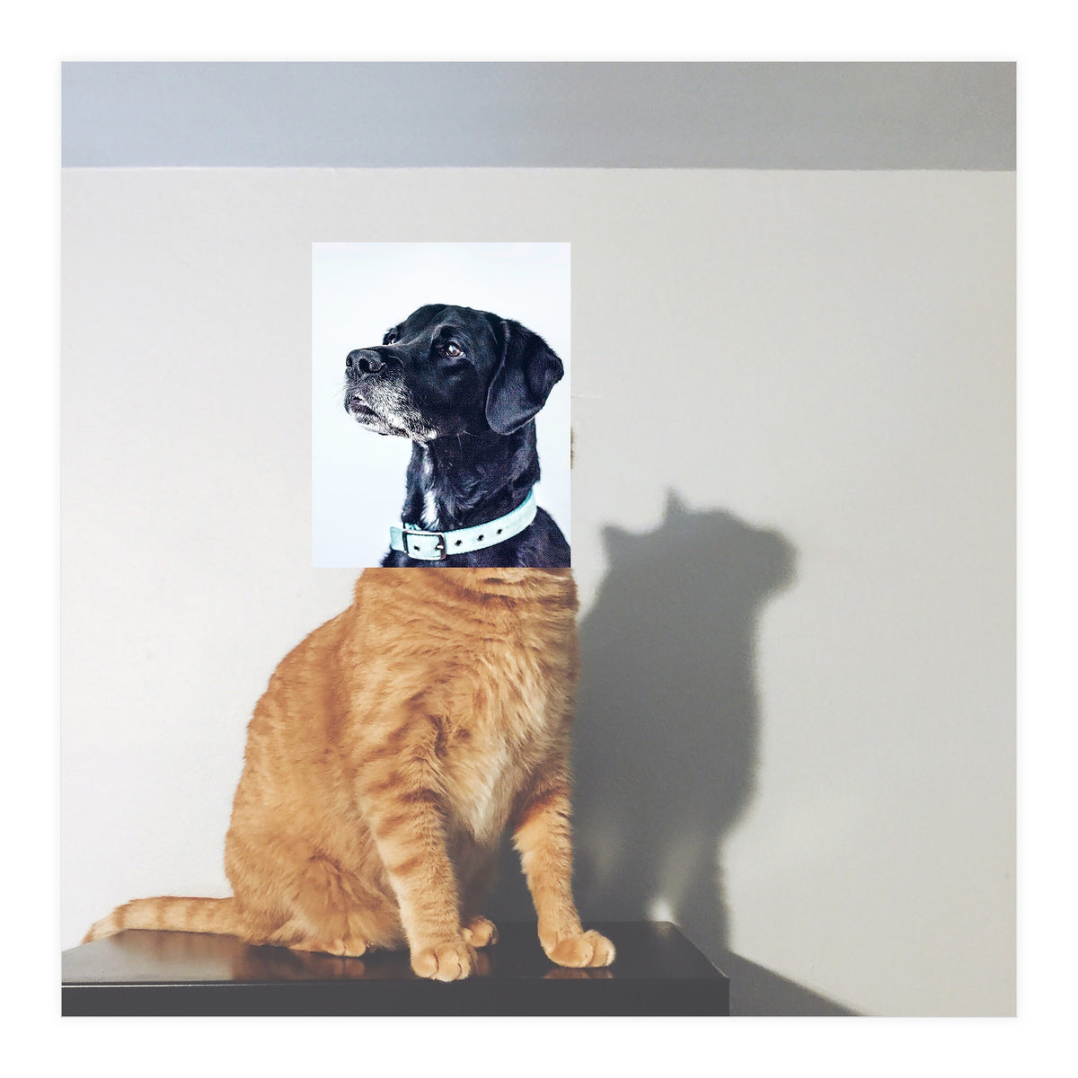 Domestic Animal (Print Only)