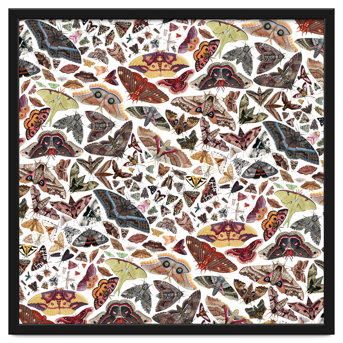 Moths of North America Pattern