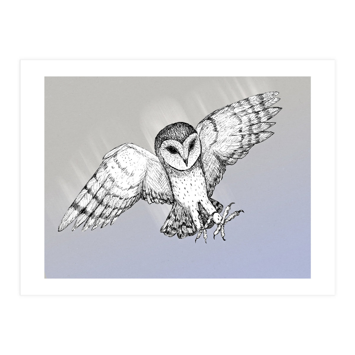 Attacking barn owl (Print Only)