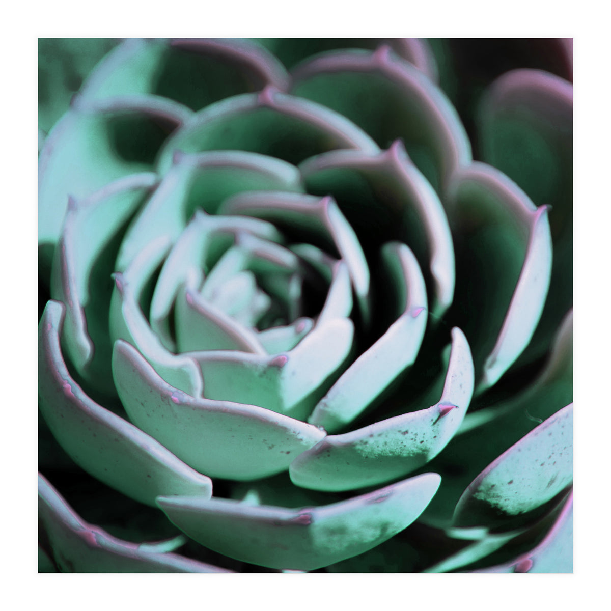 DARKSIDE OF SUCCULENTS III-A (Print Only)